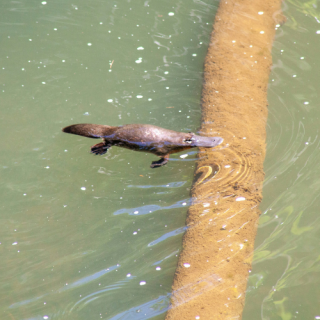 Platypus Spotting